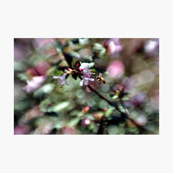 Bee Line Photographic Print