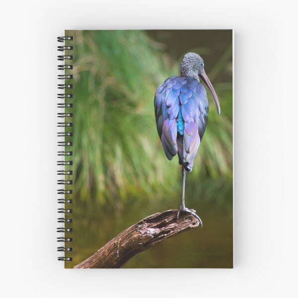 Item preview, Balancing Act, Glossy Ibis, Western Australia designed and sold by Marc Russo.