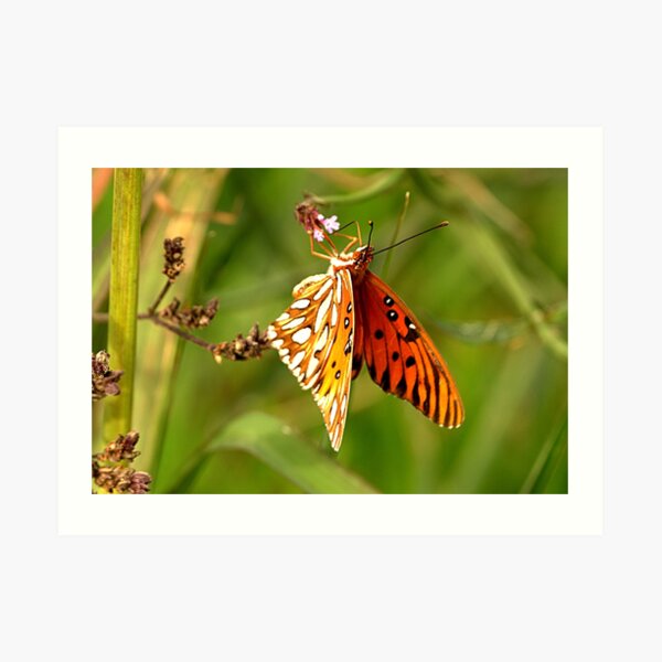 Winter Butterfly Art Print