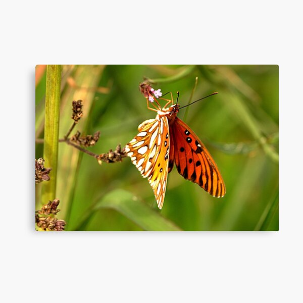 Item preview, Winter Butterfly designed and sold by Harrisonphoto.
