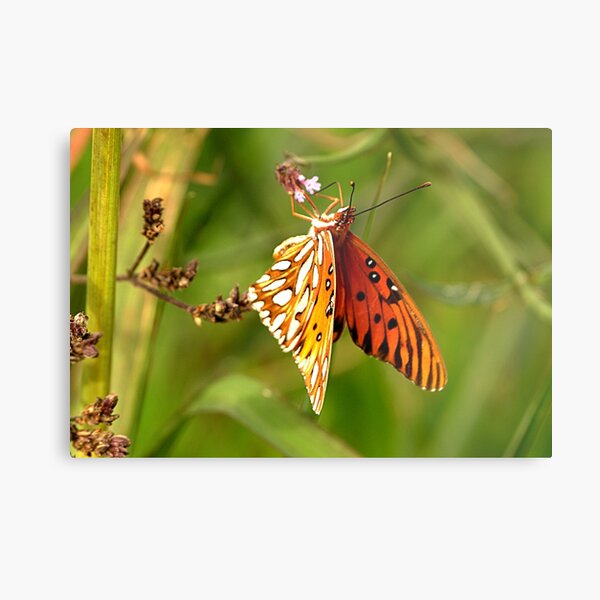 Winter Butterfly Metal Print