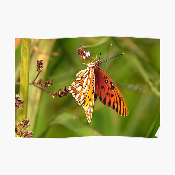 Winter Butterfly Poster