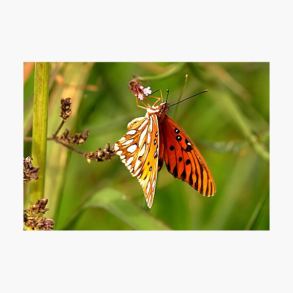 Item preview, Winter Butterfly designed and sold by Harrisonphoto.