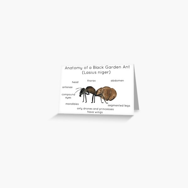 Anatomy of an Ant Greeting Card