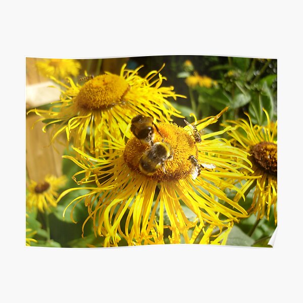 Two Bees Or Not Two Bees? Poster