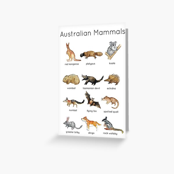 Australian Mammals ID Greeting Card