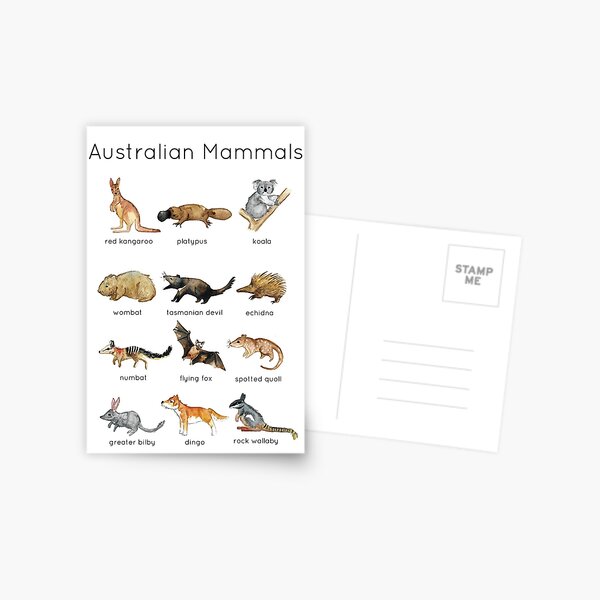 Australian Mammals ID Postcard