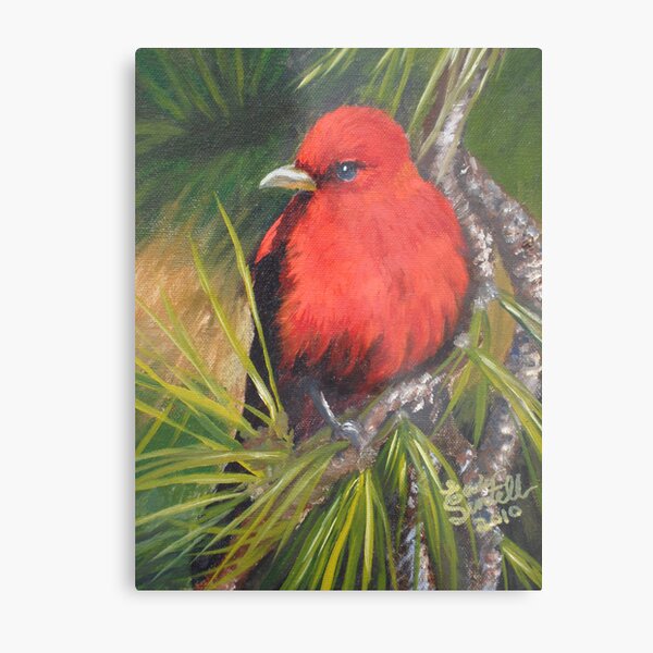 Scarlet Tanager--A Study of Wild Birds Metal Print