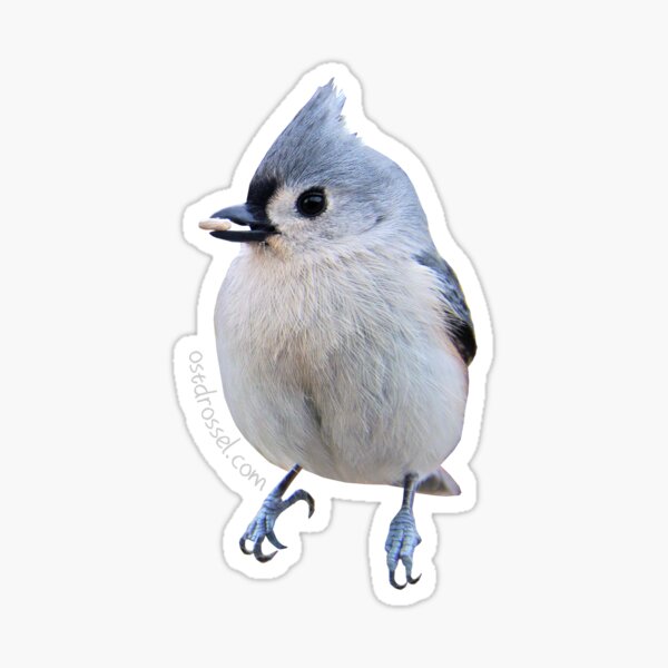 Der niedlichste Vogel der Welt - die Indianermeise Sticker