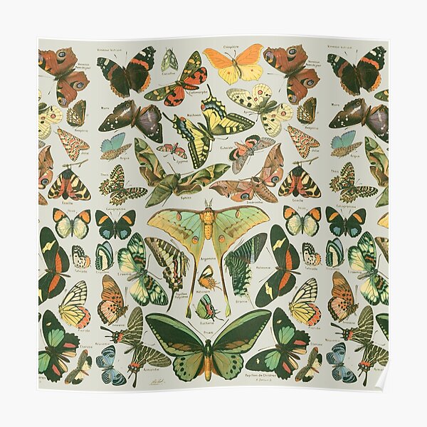 Butterfly Pattern Poster