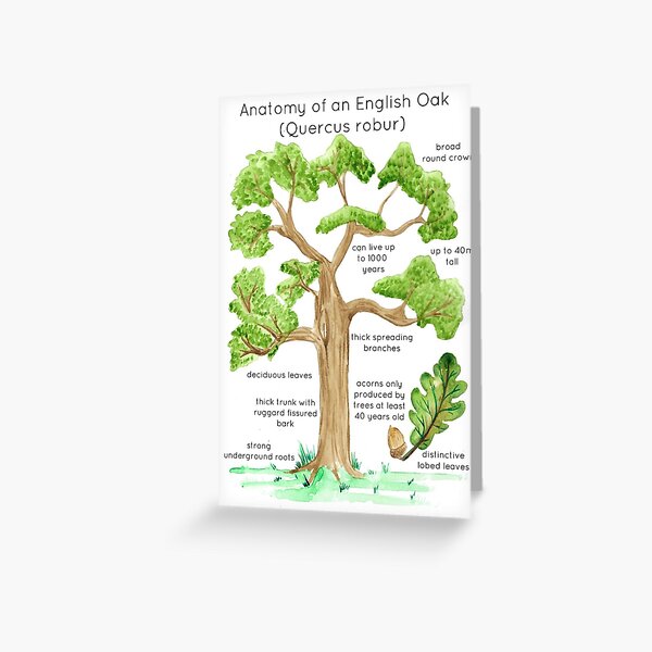 Anatomy of an English Oak Greeting Card