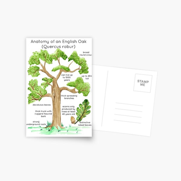 Anatomy of an English Oak Postcard