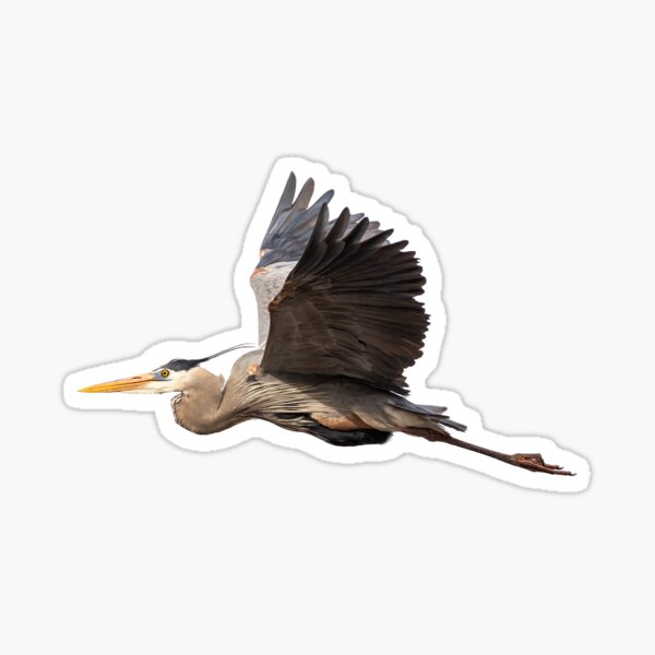 Item preview, Isolated Great Blue Heron 2019-7 designed and sold by Thomasyoung.