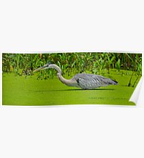 Great Blue Heron Poster