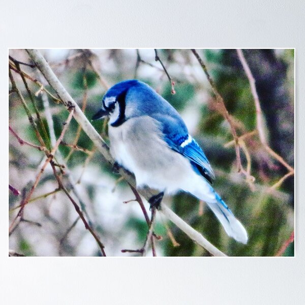 Artikelvorschau, Blue Jay entworfen und verkauft von GDGCreations.