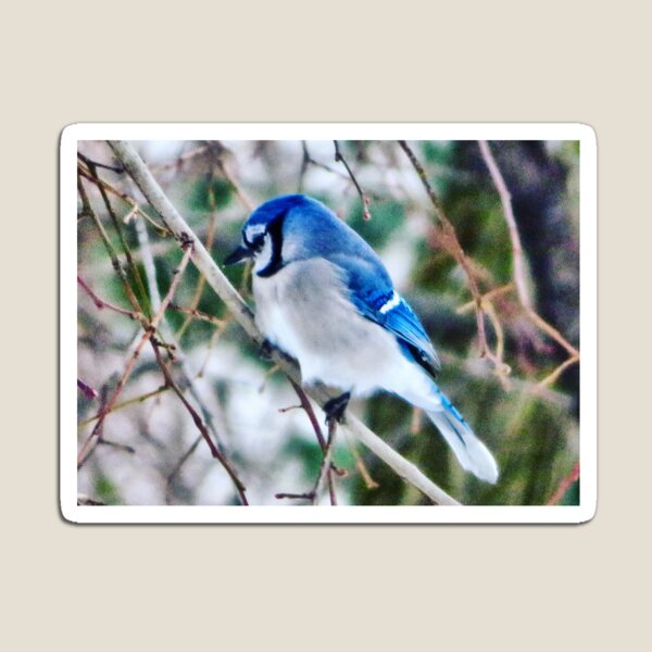 Item preview, Blue Jay designed and sold by GDGCreations.