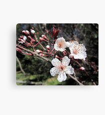 Plum Blossom Canvas Print