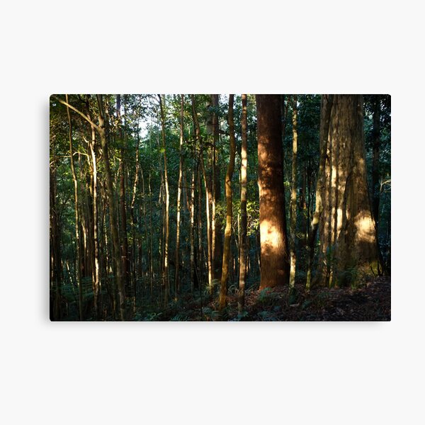 Awakening the Forest Canvas Print