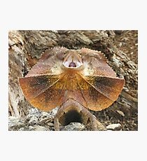 Frilled not to be Grilled Lizard Photographic Print