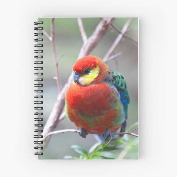 Artikelvorschau, Western Rosella, Pemberton, Westaustralien entworfen und verkauft von Marc Russo.