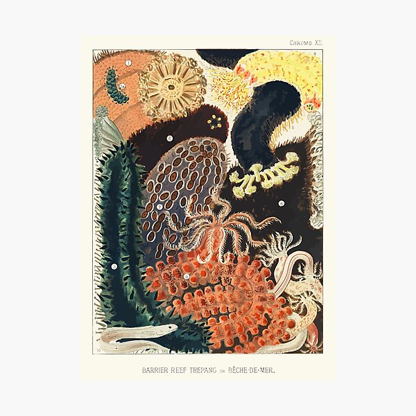 Artikel-Vorschau von 1893 Barrier Reef Trepang oder Bêche-de-Mer aus dem Great Barrier Reef von Australien William Saville-Kent, designt und verkauft von digitalvintage.