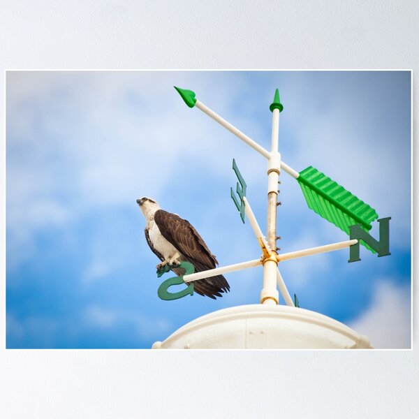 Item preview, Osprey on a compass designed and sold by Marc Russo.