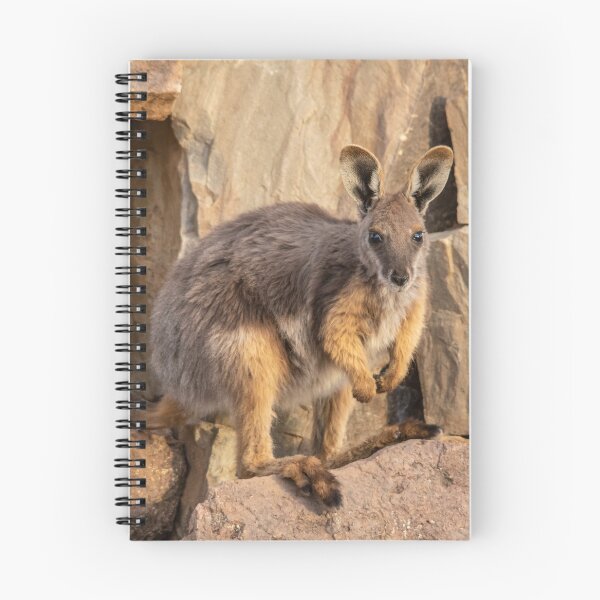 Item preview, Yellow Footed Rock Wallaby, Arkaroola, South Australia. Endangered designed and sold by Andrew Goodall.