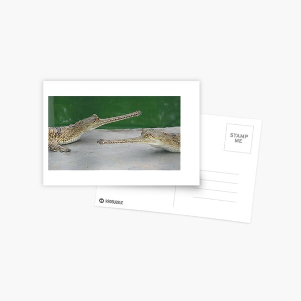 Gharials Postcard
