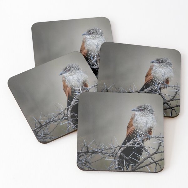 Item preview, Senegal Coucal designed and sold by nadine henley.