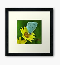 Blue on Yellow Framed Print