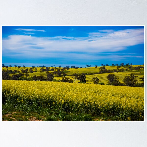 Item preview, Australian Green and Gold.  designed and sold by AtRTPhotos.