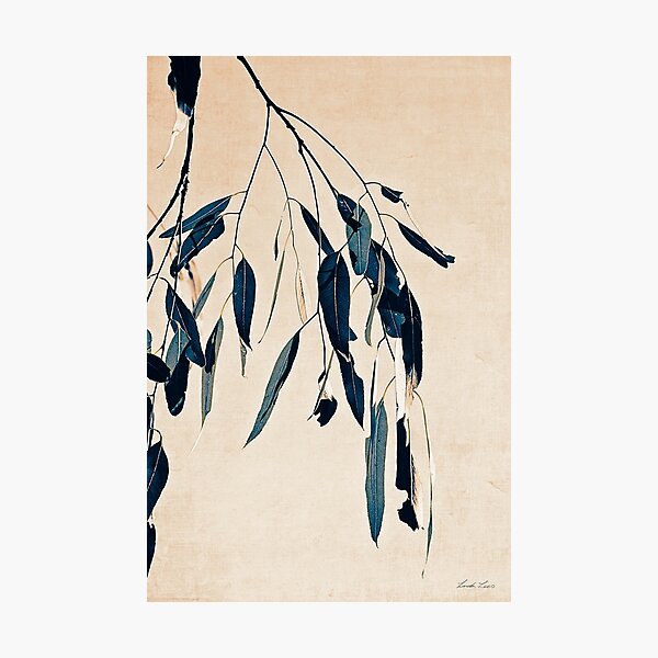 Eucalypt Photographic Print
