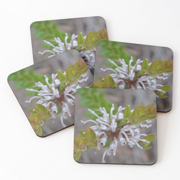 Item preview, Spider Grevillea designed and sold by Carolyn May.