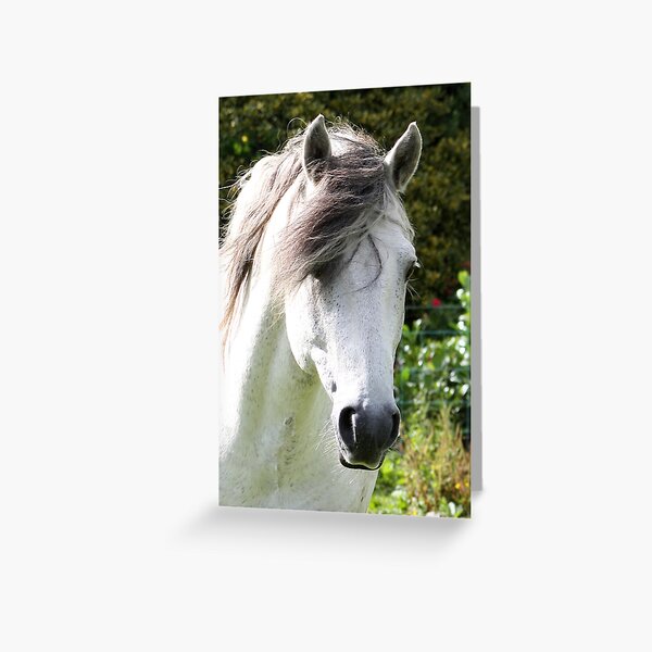 Connemara Pony Stallion Greeting Card
