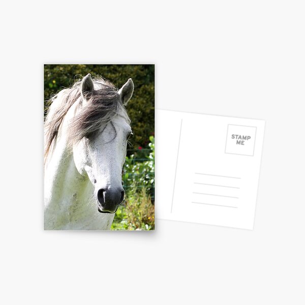 Connemara Pony Stallion Postcard
