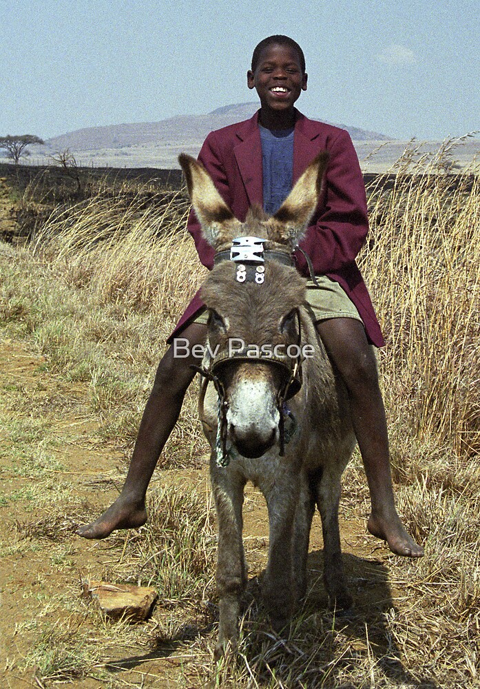 "Boy on a Donkey Dundee, South Africa" by Bev Pascoe Redbubble