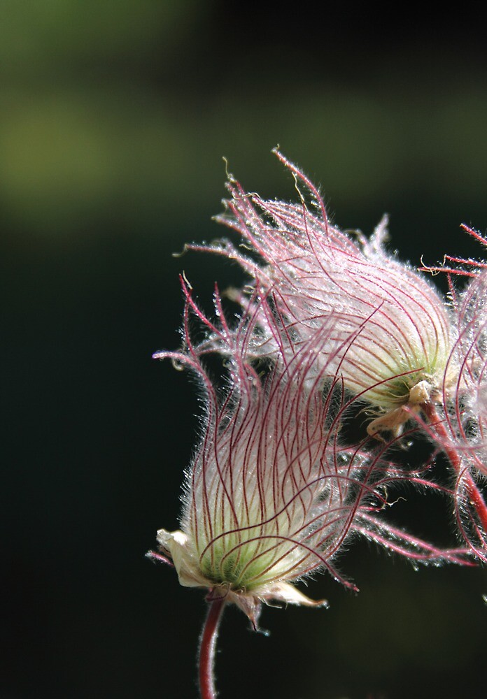 "Smoke Flower" by Leslie Guinan Redbubble