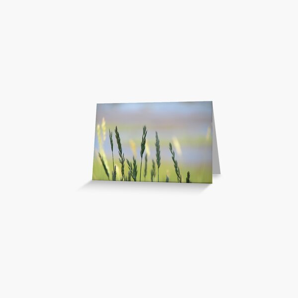 Seashore Grasses Greeting Card