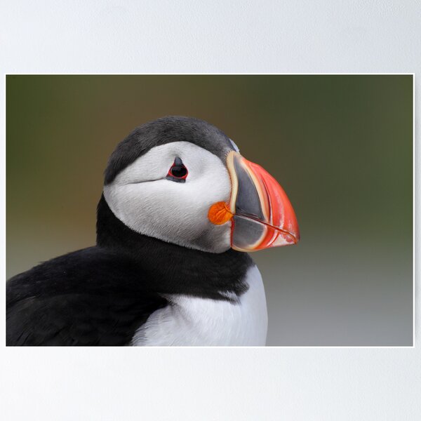 Item preview, Atlantic Puffin,  Machias Seal Island designed and sold by Rob Lavoie.
