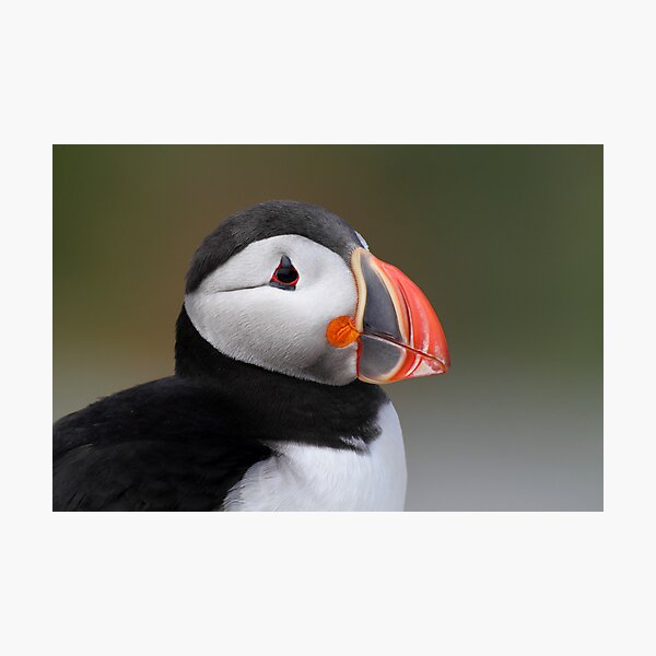 Item preview, Atlantic Puffin,  Machias Seal Island designed and sold by Rob Lavoie.