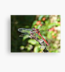 Cute Dragonfly Canvas Print