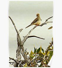 Dove Poster
