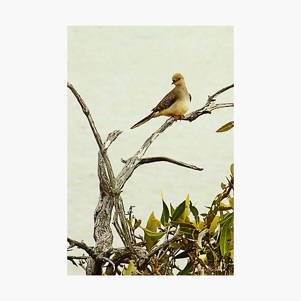 Dove Photographic Print