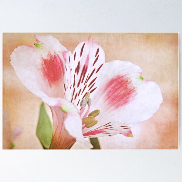 Item preview, Blushing Alstroemeria designed and sold by IngeHG.