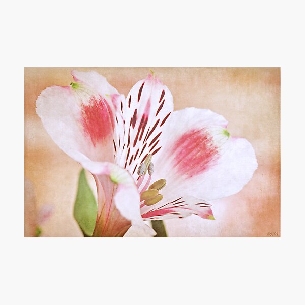 Item preview, Blushing Alstroemeria designed and sold by IngeHG.