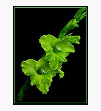 GREEN FLOWER Photographic Print