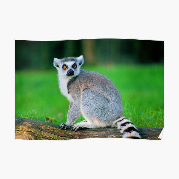 Poster King Julian Redbubble