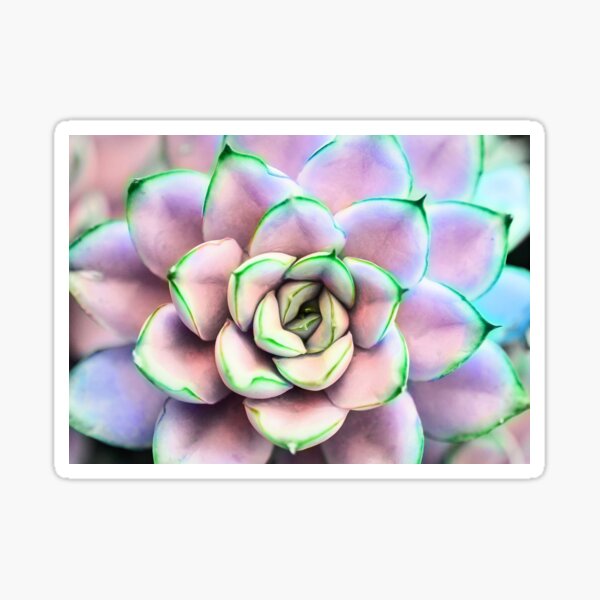 Succ You! Sticker