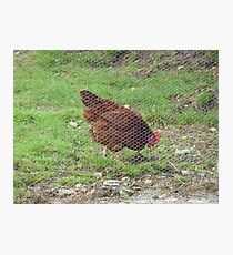 The Hen behind the Wire!!! Photographic Print