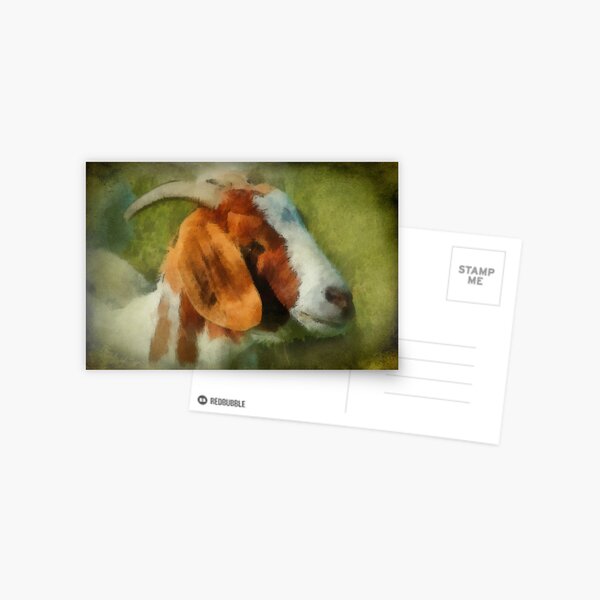 Goat Postcard